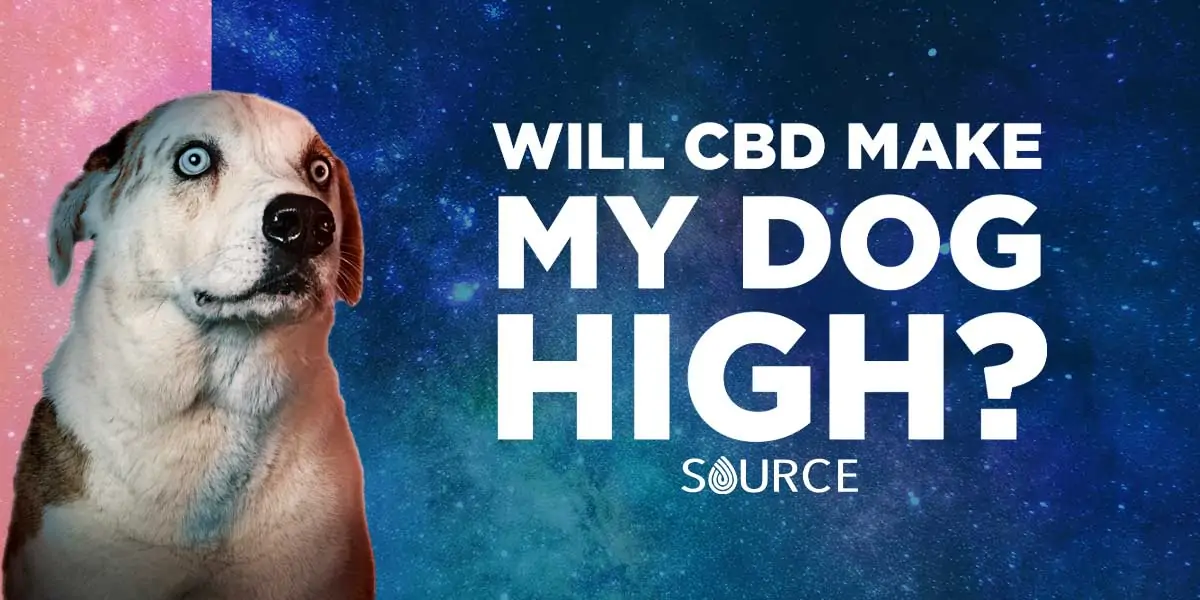 will cbd make your dog high