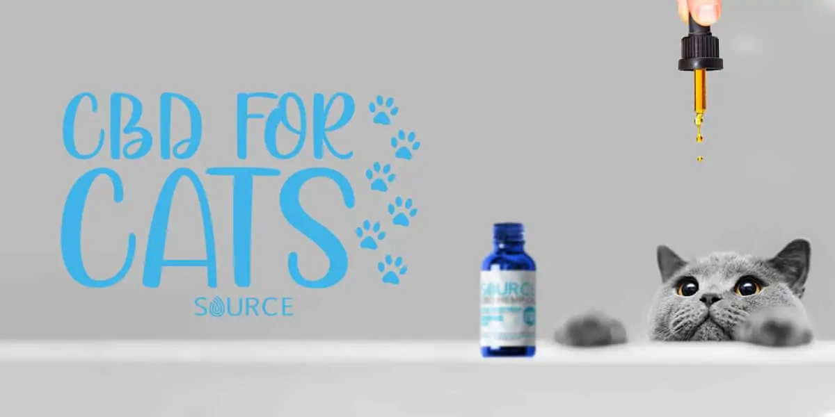 CBD for cats