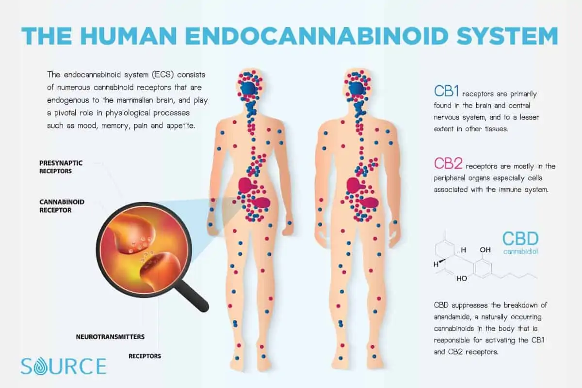 diet and the endocannabinoid system