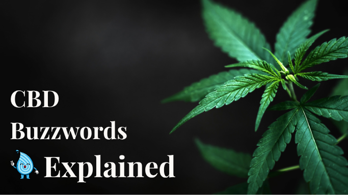 CBD buzzwords explained with hemp leaf on black background