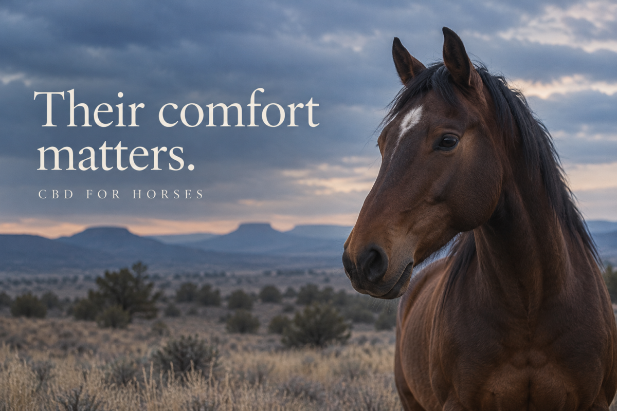 Bay horse in a Northern Arizona pasture beneath a blue-gray sky, with text reading “Their comfort matters. CBD for horses.”